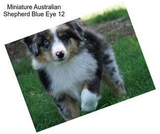 Miniature Australian Shepherd Blue Eye 12\