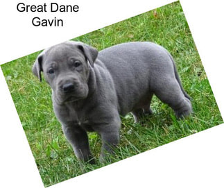 Great Dane Gavin