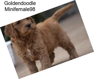 Goldendoodle Minifemale98