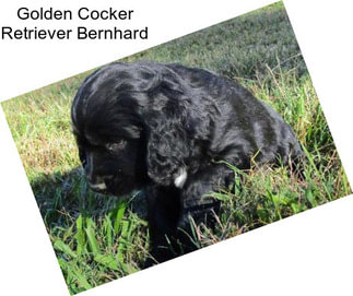 Golden Cocker Retriever Bernhard