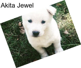 Akita Jewel