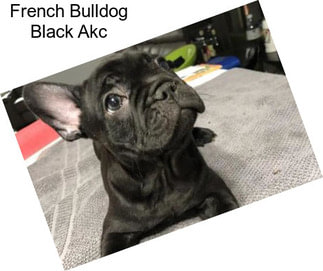 French Bulldog Black Akc