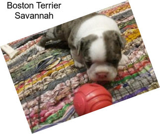 Boston Terrier Savannah