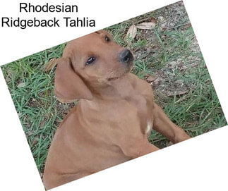 Rhodesian Ridgeback Tahlia