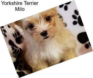 Yorkshire Terrier Milo