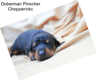 Doberman Pinscher Chopper/ckc