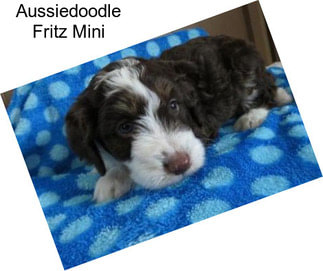 Aussiedoodle Fritz Mini