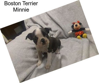 Boston Terrier Minnie