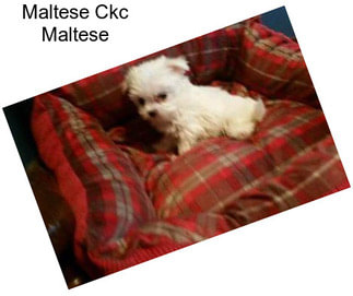 Maltese Ckc Maltese