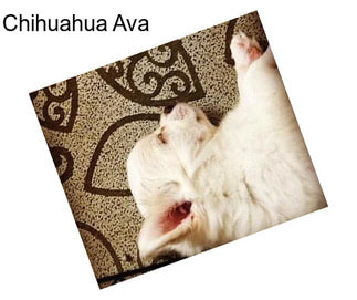 Chihuahua Ava