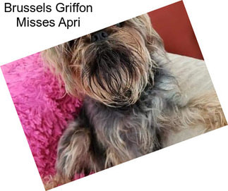 Brussels Griffon Misses Apri