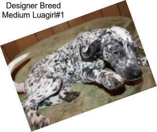 Designer Breed Medium Luagirl#1