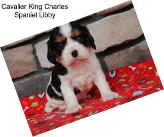 Cavalier King Charles Spaniel Libby