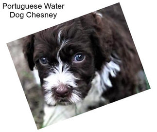 Portuguese Water Dog Chesney