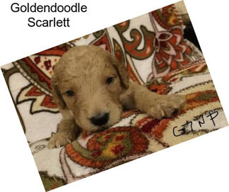 Goldendoodle Scarlett