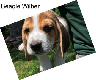 Beagle Wilber