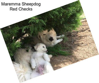 Maremma Sheepdog Red Checks