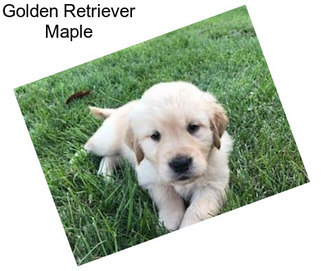 Golden Retriever Maple