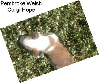 Pembroke Welsh Corgi Hope