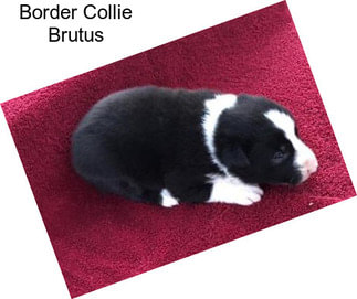 Border Collie Brutus