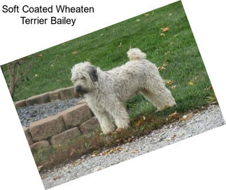 Soft Coated Wheaten Terrier Bailey