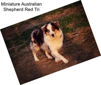 Miniature Australian Shepherd Red Tri