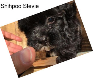 Shihpoo Stevie