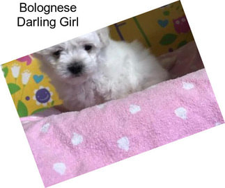 Bolognese Darling Girl