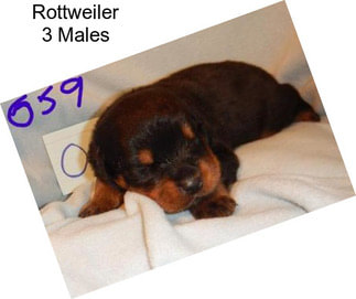 Rottweiler 3 Males