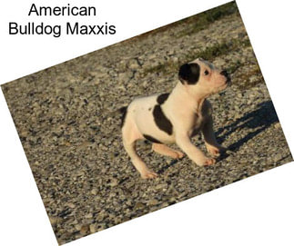 American Bulldog Maxxis