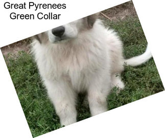 Great Pyrenees Green Collar