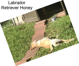 Labrador Retriever Honey