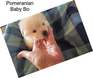 Pomeranian Baby Bo