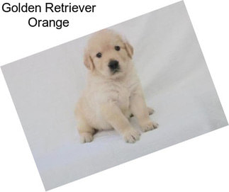 Golden Retriever Orange