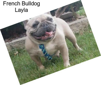 French Bulldog Layla