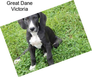 Great Dane Victoria