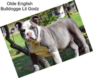 Olde English Bulldogge Lil Godz