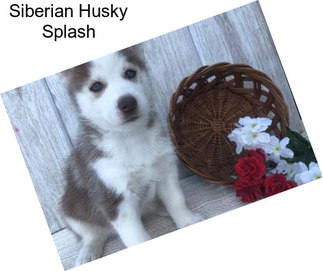 Siberian Husky Splash