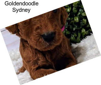Goldendoodle Sydney