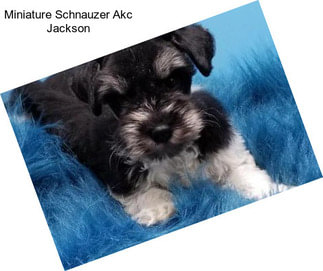 Miniature Schnauzer Akc Jackson