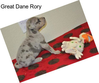 Great Dane Rory