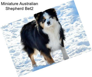 Miniature Australian Shepherd Bet2