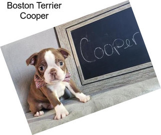 Boston Terrier Cooper