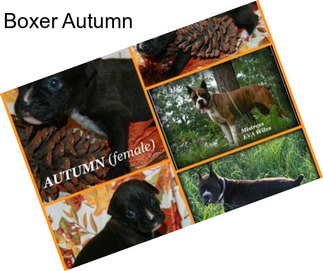 Boxer Autumn