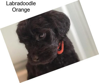 Labradoodle Orange