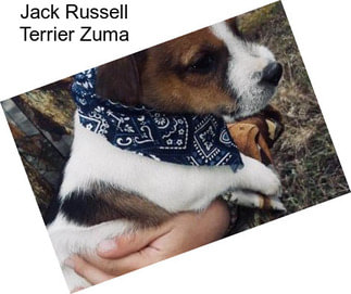 Jack Russell Terrier Zuma