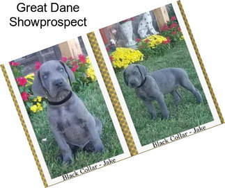 Great Dane Showprospect