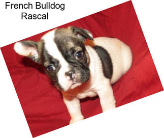 French Bulldog Rascal