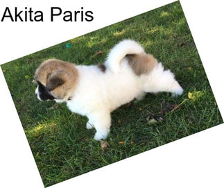 Akita Paris