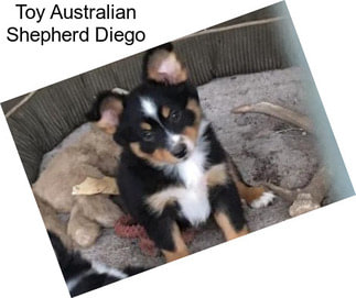 Toy Australian Shepherd Diego